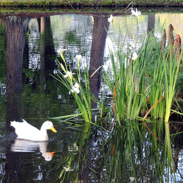 A white duck swims in a pond near lush plants, with trees reflected behind—serene grounds reminiscent of St. Paul's School for boys Northshore LA.