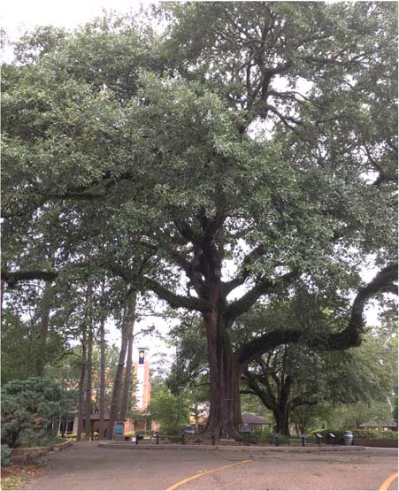 Large oak tree with spreading branches near benches at St. Paul's School, a leading school for boys on the Northshore.