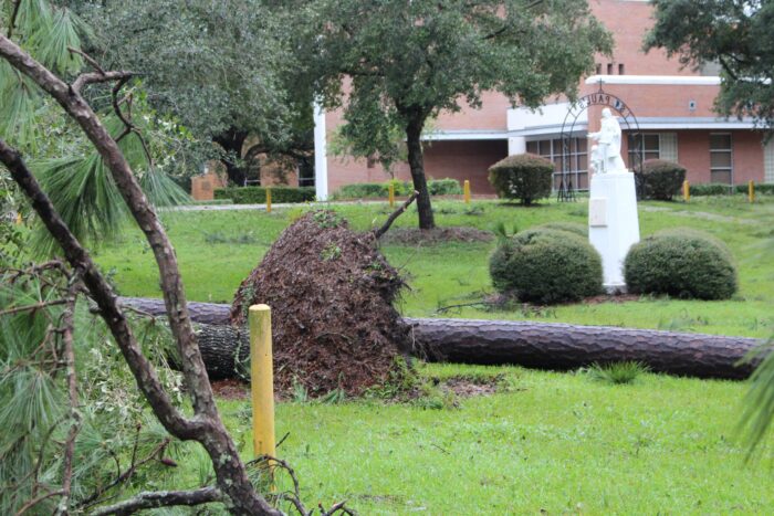 A large tree lies uprooted on the grass near a statue at St. Paul’s School, a renowned private school on the Northshore.