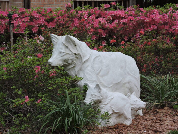 Two white wolf statues, one adult and one pup, stand among green shrubs at St. Paul's School in a serene garden setting.
