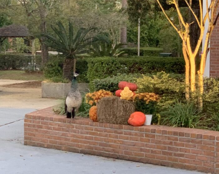 A peacock stands on a brick planter at St. Paul's School, beside a hay bale with pumpkins and yellow flowers.