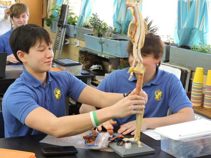 A student in a blue polo shirt at St. Paul's School assembles a human anatomy model in a classroom with plants and classmates in the background.