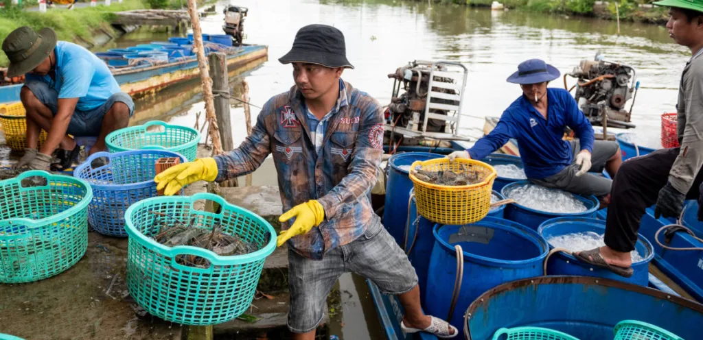Louisiana shrimpers sort and transfer seafood from baskets to large blue barrels on boats by a riverbank.