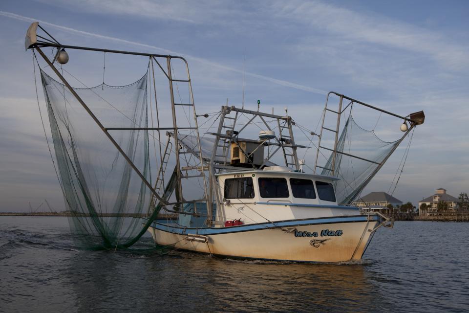 A fishing boat used by Louisiana shrimpers moves through calm water, its large nets extended, near a shoreline with buildings in the background.